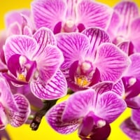 *** Orchids ***