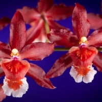 *** Orchids ***