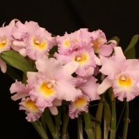 *** Orchids ***