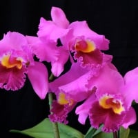 *** Orchids ***