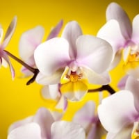 *** Orchids ***