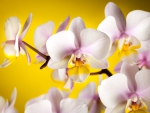 *** Orchids ***