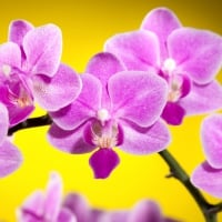 *** Orchids ***