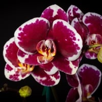 *** Orchids ***