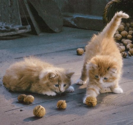 cute playing kittens - cats, kittens, animals, playing