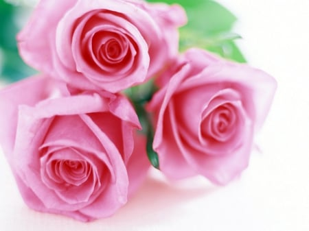 Still Life - Pretty, Pink, Beautiful, Roses