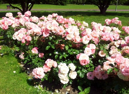 pink garden - lovely, pink, bouket, garden