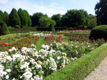 a walk in the park - flowers, garden, white, walk