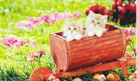 Two red persian kittens - paws, kittens, flowers, cute, persian, wheelbarrow