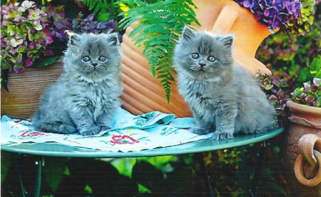 Two grey persian kittens - paws, grey, kittens, table, cute, persian