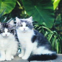 Two Norwegian forest cats