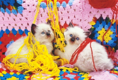 Two himalayan kittens with yarn