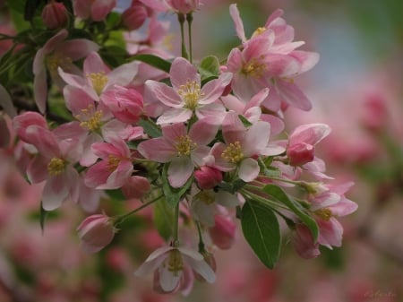 *** Blooming tree *** - blooming, nature, tree, flowers, flower