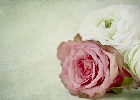 *** Soft and delicate roses *** - flowers, flower, roses, nature