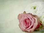 *** Soft and delicate roses ***