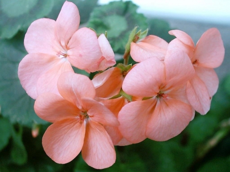 Still Life - peach, lovely, nature, budes, pretty, life, green, leaves, flowers, cute