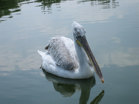 Pelican - nature, water, animals, birds