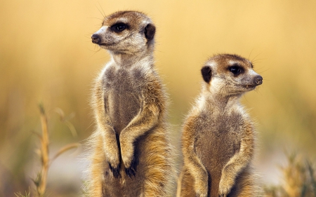 Meerkats - wildlife, animals, wallpaper, savannah, africa, nature, hd, wild, cute, meerkats