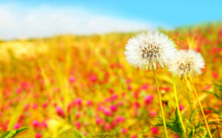 Dandelions - flowers, landscape, poppies, grain