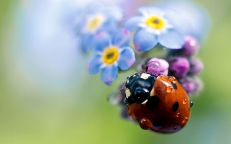 *** Ladybug ***