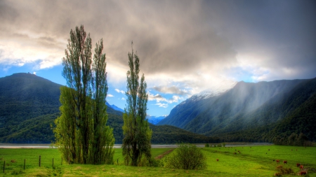 rain clouds coming over cattle pasture - trees, cattle, rain, clouds, mountains, pasture