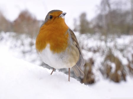 small_bird_in_snow - nice, sitting, bird, snow