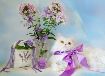 white fluffy - purple ribbon - white, cats, animals, fluffy, purple ribbon