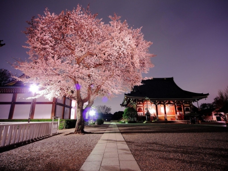 Temple - japan, cherry blossom, sakura, temple, night, asia