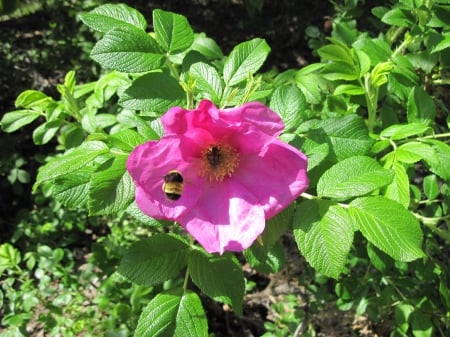 Wild Flowers day downtown 07 - pink, photography, green, flowers, leaf, garden