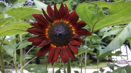 Red Sunflower - flower, sunflower, nature, red