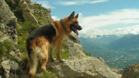 German shepherd