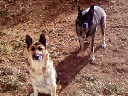 bobo and berkita - german shepherds, dogs, protect, heart