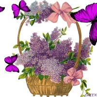 BUTTERFLIES AND LILAC