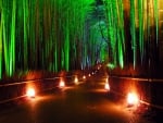 bamboo forest