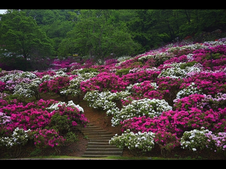 flowers - flowers, field, fun, nature