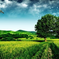 field