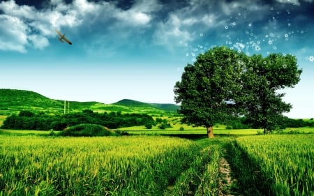 field - clouds, airplane, fun, nature, field