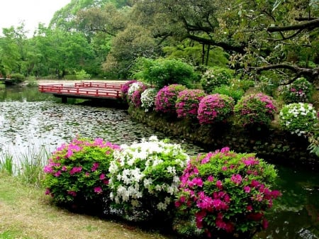 flowers - flowers, fun, river, nature, forest