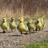 Duckling March