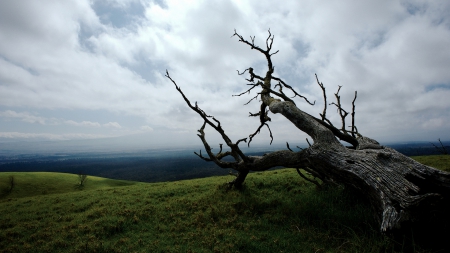 Tree - sky, tree, nature, grass