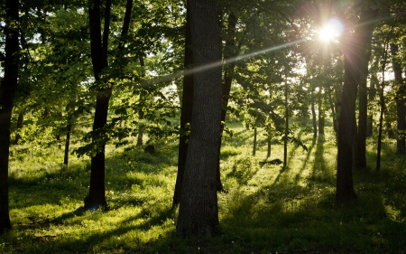 Forest - tree, forest, nature, grass