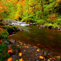 Forest stream