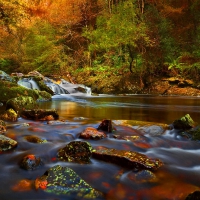 Forest stream