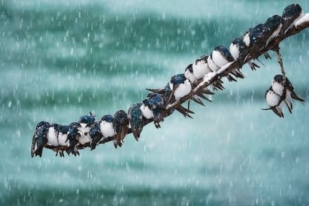 Cuddled together for warmth - cuddled, branch, snow, warmth, cute, line, birds