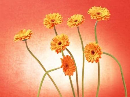 ~Gerbera Flower~ - flower, nature, gerbera, soft