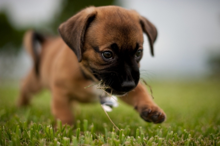 Puppy - animal, cute, grass, puppy