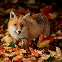 Fox