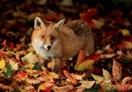 Fox - wild, animal, nature, fox