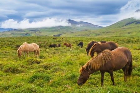 Field - field, cool, mountain, hourse