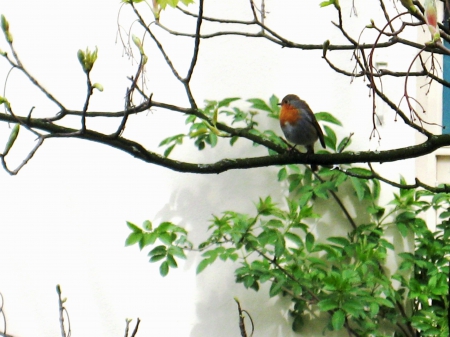 Robin - birds, robin, nature, animals